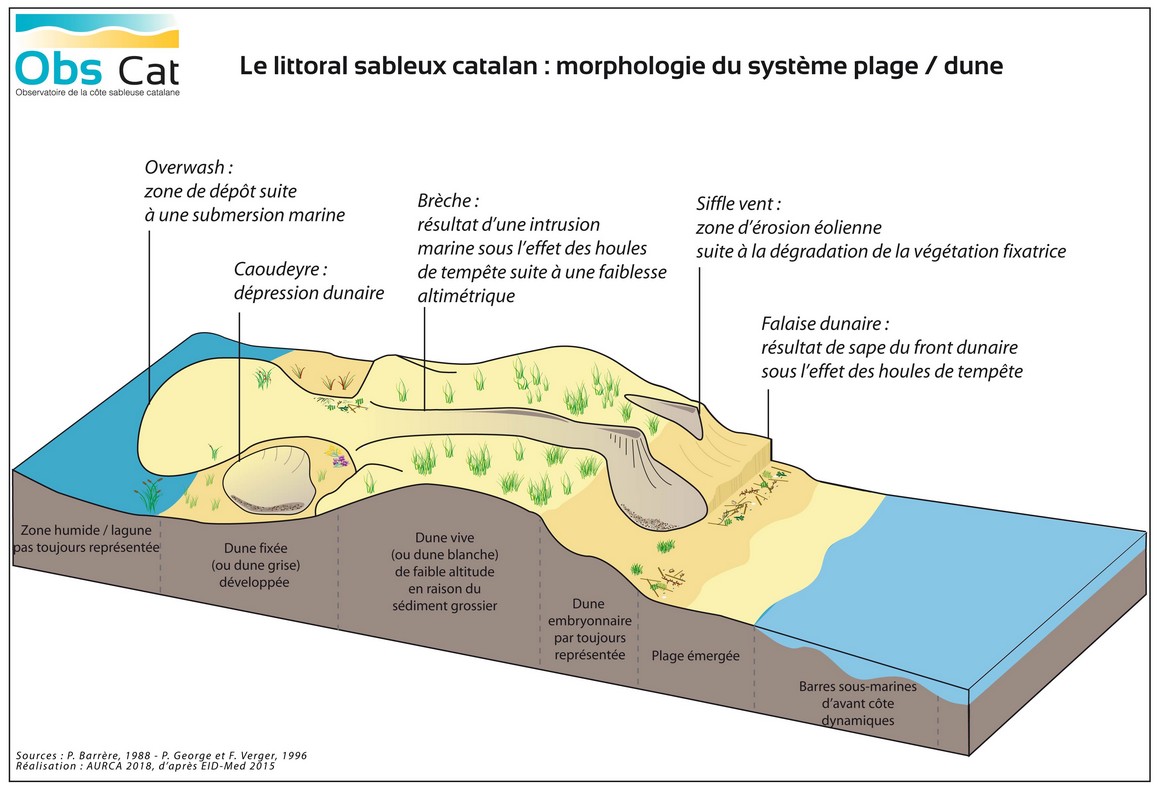 WEB_littoral sableux catalan_morphologie_2020